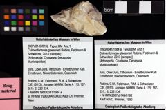 Foto (Objket + Etiketten) von Culmenformosa glaessneri (Robins, Feldmann & Schweitzer, 2013) 